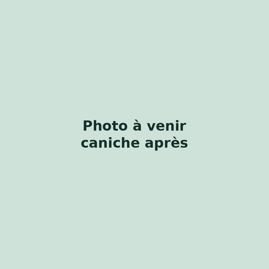 Caniche après une coupe aux ciseaux