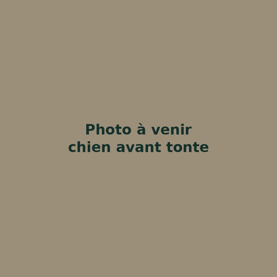 Le même chien avant la tonte, poil feutré