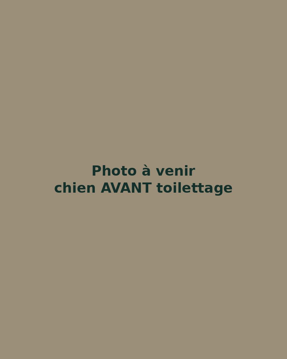 Un chien avant le toilettage, poil long et emmêlé