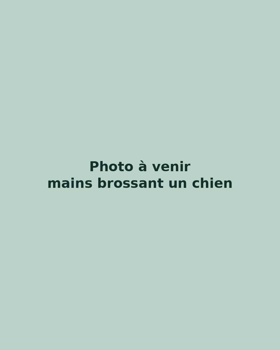 Mains de la toiletteuse brossant un chien sur la table de toilettage